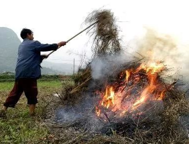 你年年都想燒的秸稈，今年可以吃票子了！